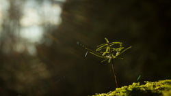 From Saplings Grow The Forests