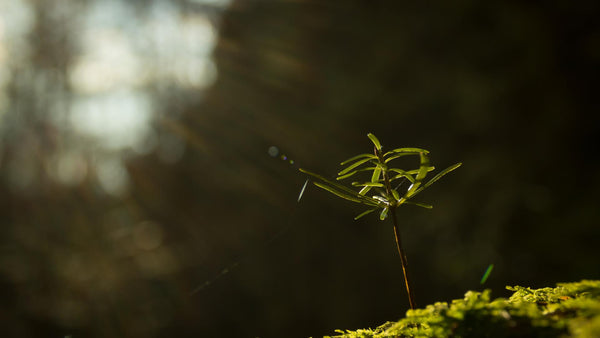 From Saplings Grow The Forests
