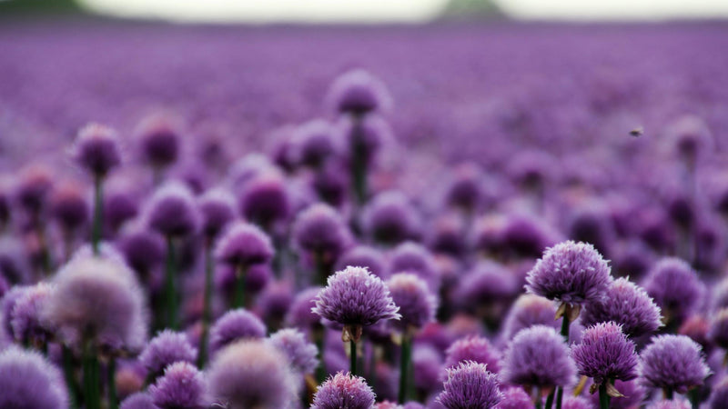 Purple For Peace: Purple Fountain Pens and Inks