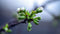 Emerging in Ostara