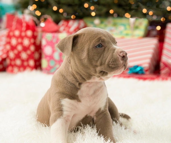 My Favorite Things: Great Gifts from EndlessPens