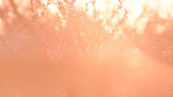 Nurturing Tenderness with 2024's Color of the Year