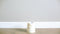 Washi Tape and Masking Tape: The Difference | EndlessPens