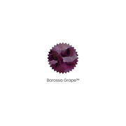 Robert Oster Ink Bottle (50ml) - Regular - Purple - EndlessPens